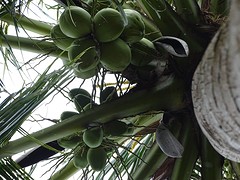 coconut drop