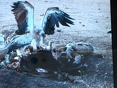 IMG-20161230-WA0006