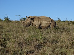 de heer en mevrouw witte neushoorn