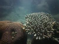 Snorkeltrip Koh Moh, Koh Phangan