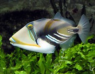 Mango Bay