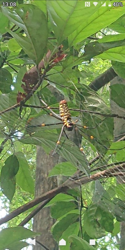 Big spider