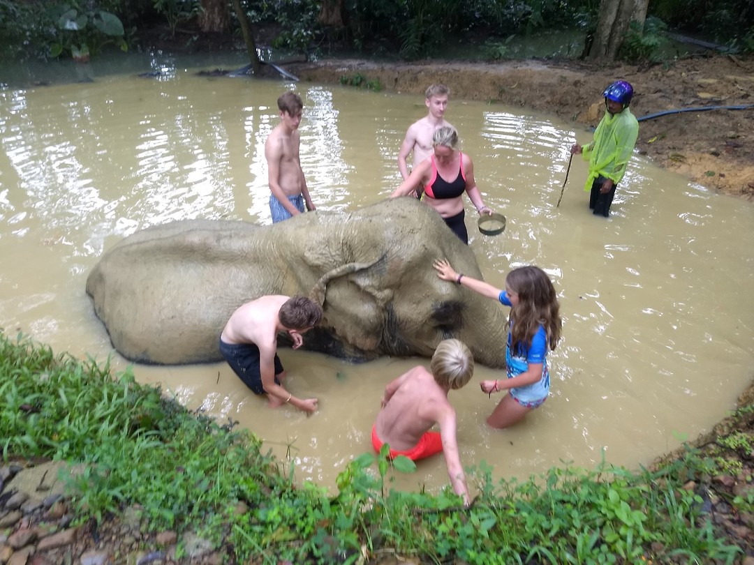 Olifant wassen