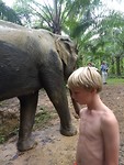 Olifant wassen