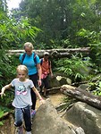Jungle tracking