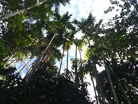 Khao Sok