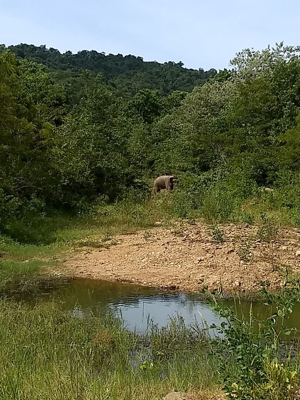Zoek de olifant