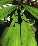 Kameleon