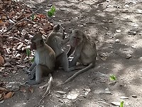 De familie