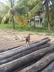 Bang Kachao