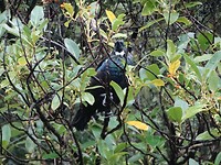 015 Tui