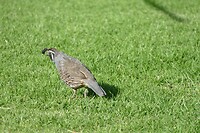 29 Paraparaumu. Kwartel komt even een kijkje nemen.