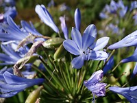 40 Deze bloemen zie je veel als tuin afscheiding