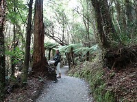 52 Op weg naar Hokitika Gorge