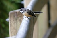 58 a Weer een mooi vogeltje