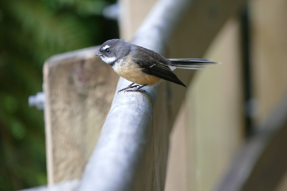 58 a Weer een mooi vogeltje