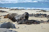 93 Waipapa Point
