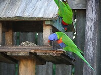 133 De tuin van Ivan en Wendy, Rainbow Lorikeet