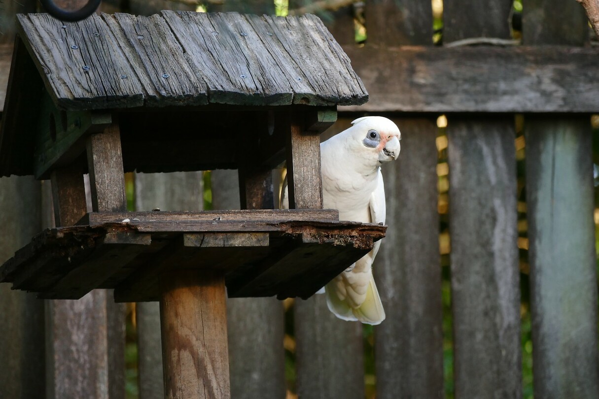 134 Ook in die tuin, de Corella
