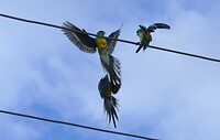 136 Soms zijn ze het niet eens