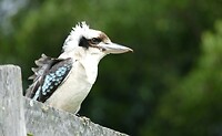 139 De kookaburra kijkt toe