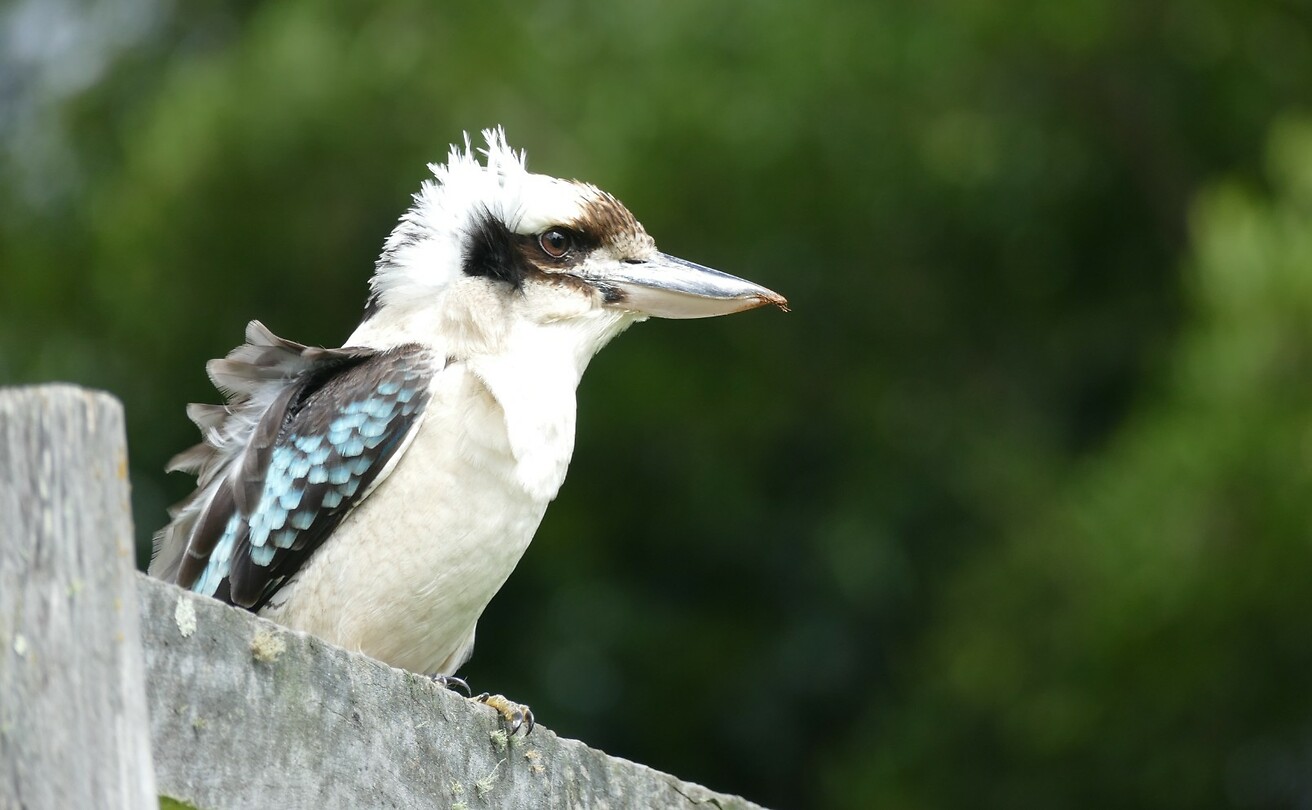 139 De kookaburra kijkt toe