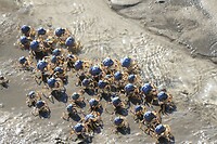140 Kleine krabbetjes aan het strand, Jacobs Well