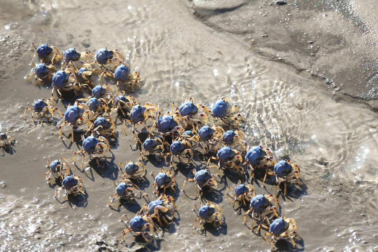 140 Kleine krabbetjes aan het strand, Jacobs Well