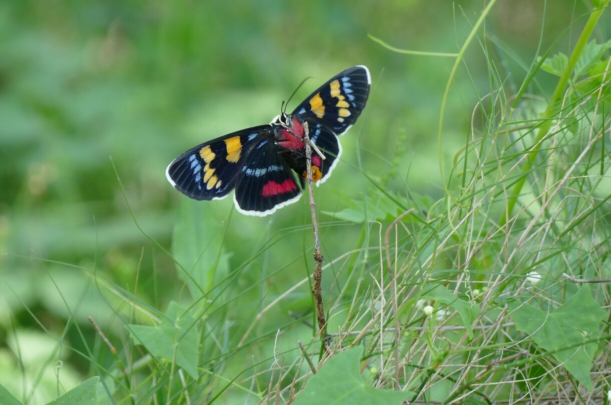 joseph's coat moth