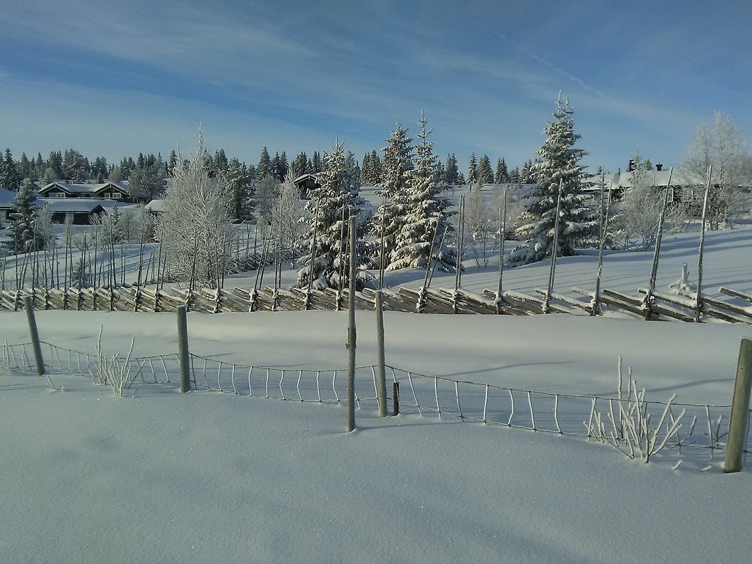 Zon