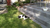 Trouwe vriend