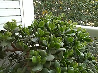 Deze plant staat op het balkon bij Vicky. Die heb ik bij ons nog nooit met bloemen gezien