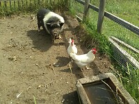 Drie van mijn huisgenoten