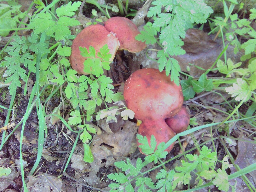 Heel veel paddenstoelen op dit moment