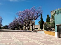 Prachtige Jacaranda .