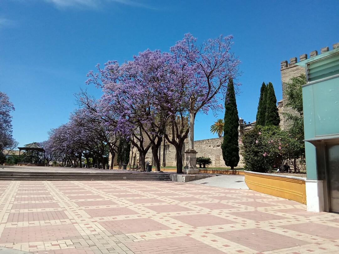 Prachtige Jacaranda .