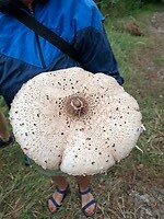 Enorme paddenstoelen