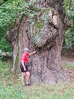 Prachtig vond ik deze boom