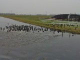 Meerkoeten langs de route