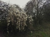 onderweg.....ongedierte of planten?