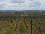 Wijnvelden in de omgeving van Epernay (1)