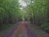 In het bos