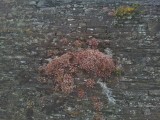 Sedum