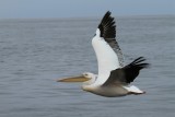 IMG_6455