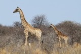 IMG_0034