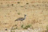 IMG_8301