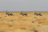 IMG_8463