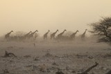 IMG_8562