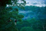 Jungle Borneo