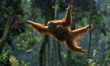 Urang Utan